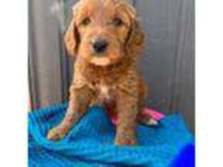 Goldendoodle Puppy for sale in Horseshoe Bend, ID, USA