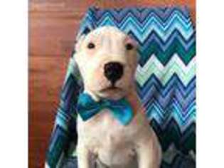 Dogo Argentino Puppy for sale in Kirkwood, PA, USA