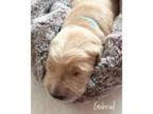 Golden Retriever Puppy for sale in Dresher, PA, USA