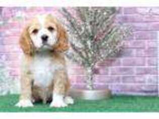 Cocker Spaniel Puppy for sale in Baltimore, MD, USA