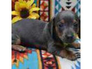 Dachshund Puppy for sale in Weaubleau, MO, USA