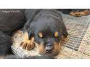 Rottweiler Puppy for sale in Lakeland, FL, USA