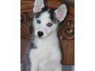 Siberian Husky Puppy for sale in Lancaster, MN, USA