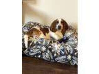 Basset Hound Puppy for sale in Happy Valley, OR, USA