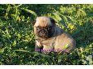 Pug Puppy for sale in BLANCO, TX, USA