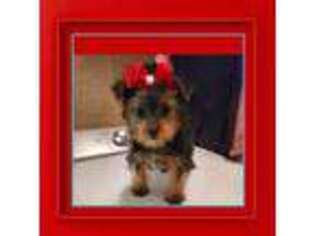 Yorkshire Terrier Puppy for sale in Eatonton, GA, USA