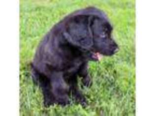 Labradoodle Puppy for sale in Pedro, OH, USA
