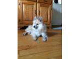 Pomeranian Puppy for sale in Freedom, NY, USA