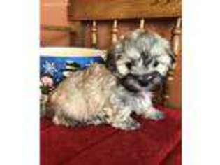 Mal-Shi Puppy for sale in Baileyville, KS, USA
