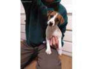 Jack Russell Terrier Puppy for sale in Turtle Creek, PA, USA
