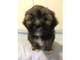 Lhasa Apso Puppy for sale in Allenstown, NH, USA