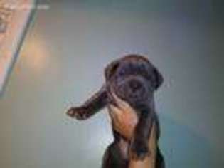 Cane Corso Puppy for sale in Randallstown, MD, USA