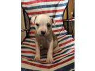 American Bulldog Puppy for sale in Muskegon, MI, USA