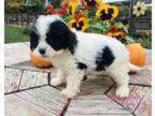 Cavapoo Puppy for sale in Paxton, IL, USA