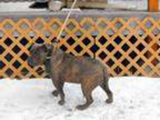 Mutt Puppy for sale in HARLEM, MT, USA