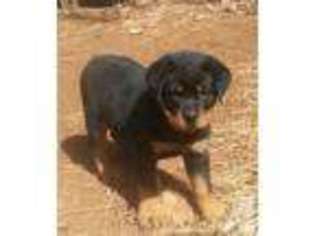 Rottweiler Puppy for sale in GRASS VALLEY, CA, USA