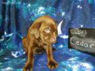 Labrador Retriever Puppy for sale in Alamosa, CO, USA