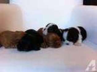 Cavalier King Charles Spaniel Puppy for sale in WASHOUGAL, WA, USA