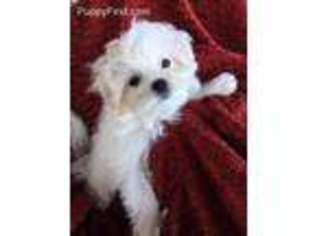 Maltese Puppy for sale in Liberty, MO, USA