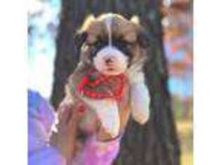 Pembroke Welsh Corgi Puppy for sale in Adairsville, GA, USA