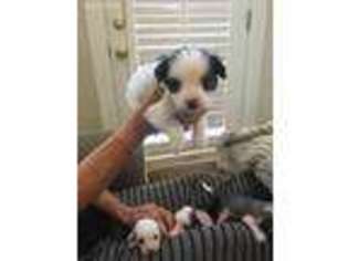 Chinese Crested Puppy for sale in Myrtle Beach, SC, USA