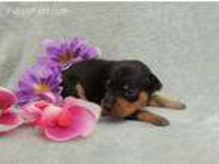 Miniature Pinscher Puppy for sale in Harrington, DE, USA