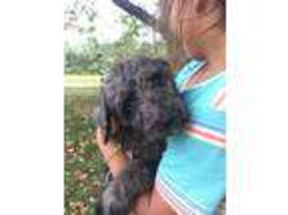 Airedale Terrier Puppy for sale in Ashland, OH, USA