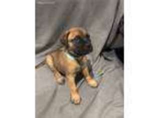 Bullmastiff Puppy for sale in Loris, SC, USA