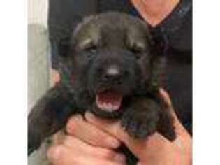 German Shepherd Dog Puppy for sale in Columbia Station, OH, USA