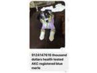 Australian Shepherd Puppy for sale in Belton, SC, USA