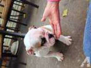 Bulldog Puppy for sale in DRURY, MO, USA