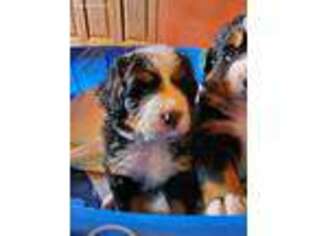 Bernese Mountain Dog Puppy for sale in Milnor, ND, USA