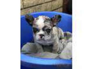French Bulldog Puppy for sale in Wayne, PA, USA