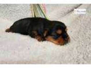 Yorkshire Terrier Puppy for sale in Kirksville, MO, USA