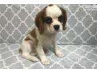 Cavalier King Charles Spaniel Puppy for sale in Hattiesburg, MS, USA