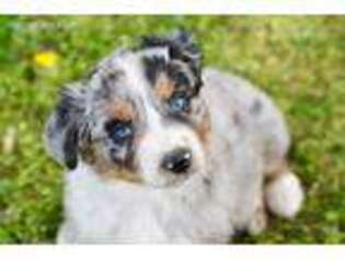 Australian Shepherd Puppy for sale in Liberal, MO, USA