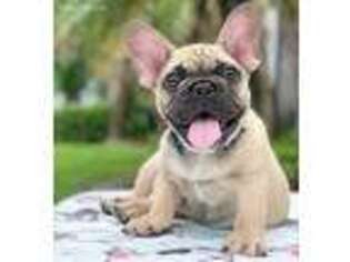 French Bulldog Puppy for sale in Pembroke Pines, FL, USA