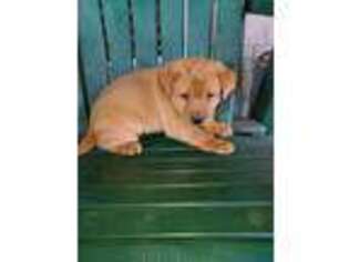 Labrador Retriever Puppy for sale in Huntingburg, IN, USA