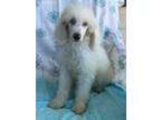 Mutt Puppy for sale in Albertville, AL, USA