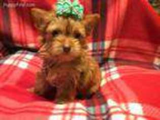 Yorkshire Terrier Puppy for sale in White Salmon, WA, USA
