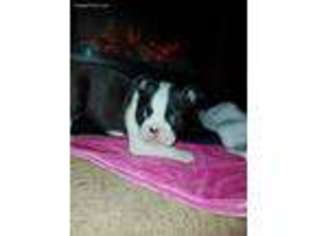 Boston Terrier Puppy for sale in Mount Airy, NC, USA