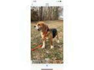 Beagle Puppy for sale in Mooresville, IN, USA