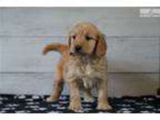 Goldendoodle Puppy for sale in Iowa City, IA, USA