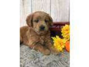 Goldendoodle Puppy for sale in Topeka, IN, USA