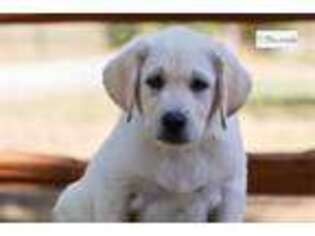 Labrador Retriever Puppy for sale in Waco, TX, USA