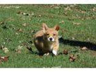 Pembroke Welsh Corgi Puppy for sale in Gardnerville, NV, USA