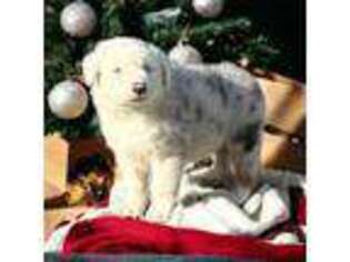 Australian Shepherd Puppy for sale in Crown Point, IN, USA