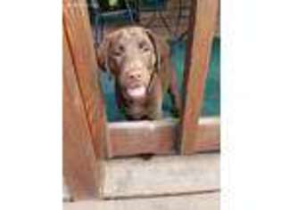 Labrador Retriever Puppy for sale in Augusta, WI, USA