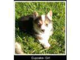 Pembroke Welsh Corgi Puppy for sale in Arroyo Grande, CA, USA