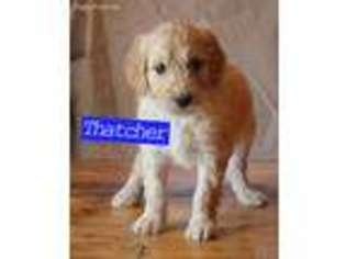 Goldendoodle Puppy for sale in Ashland, OH, USA